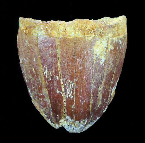 Cretaceous Fossil Crocodile Tooth - Morocco #50248